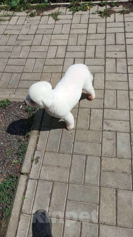 Собаки в других городах Башкортостана: Продам собачку. Кобель кастрированный очень дружелюбный прививки, проглистогонины своевременно  Мальчик, 40 000 руб. - фото 1