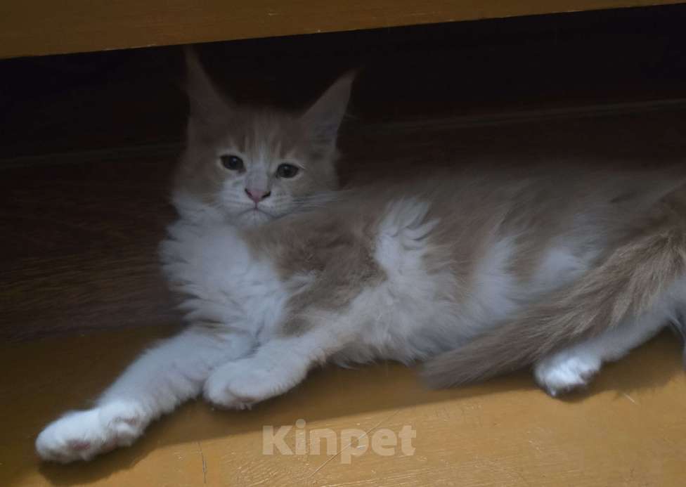 Кошки в Москве: Девочка  Девочка, 18 000 руб. - фото 3