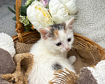Кошки в Сосновом Бору: Котенок Бабочка Девочка, Бесплатно - фото 7