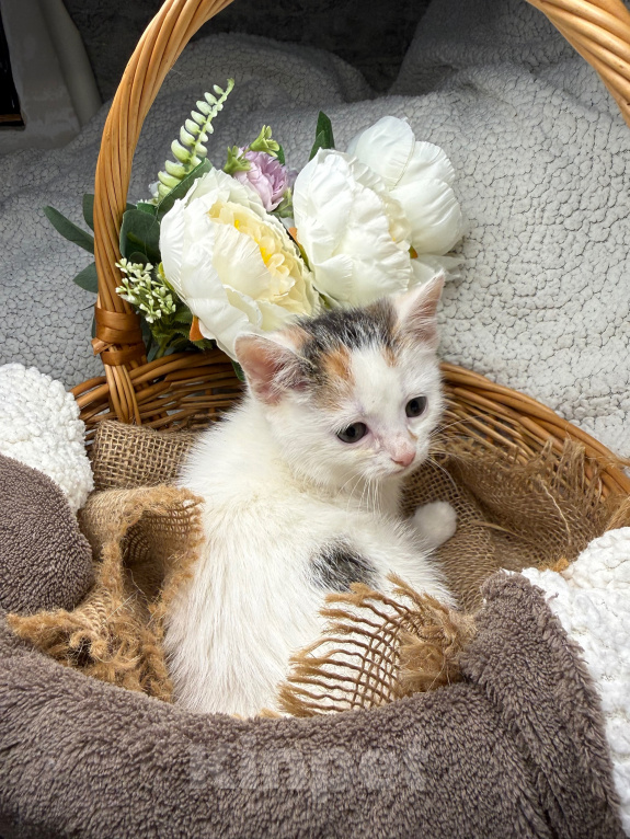 Кошки в Сосновом Бору: Котенок Бабочка Девочка, Бесплатно - фото 7