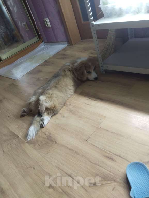 Собаки в Севастополе: Корги флаффи Мальчик, 50 000 руб. - фото 2