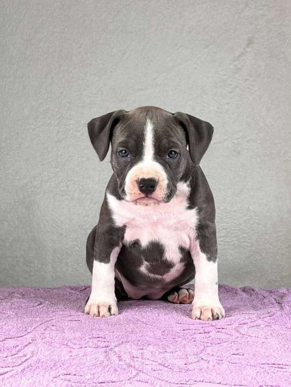 Собаки в Москве: Шикарная девочка амстаффа Девочка, 110 000 руб. - фото 4