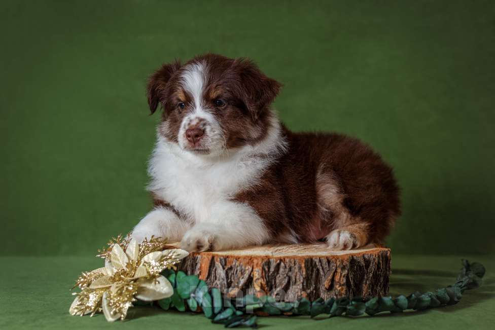 Собаки в Нижнем Новгороде: Питомник предлагает щенков Миниатюрной Американской овчарки Разнополые, Бесплатно - фото 6