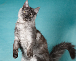 Кошки в Химках: Молодой кот Мейн-Кун  Мальчик, 100 000 руб. - фото 8