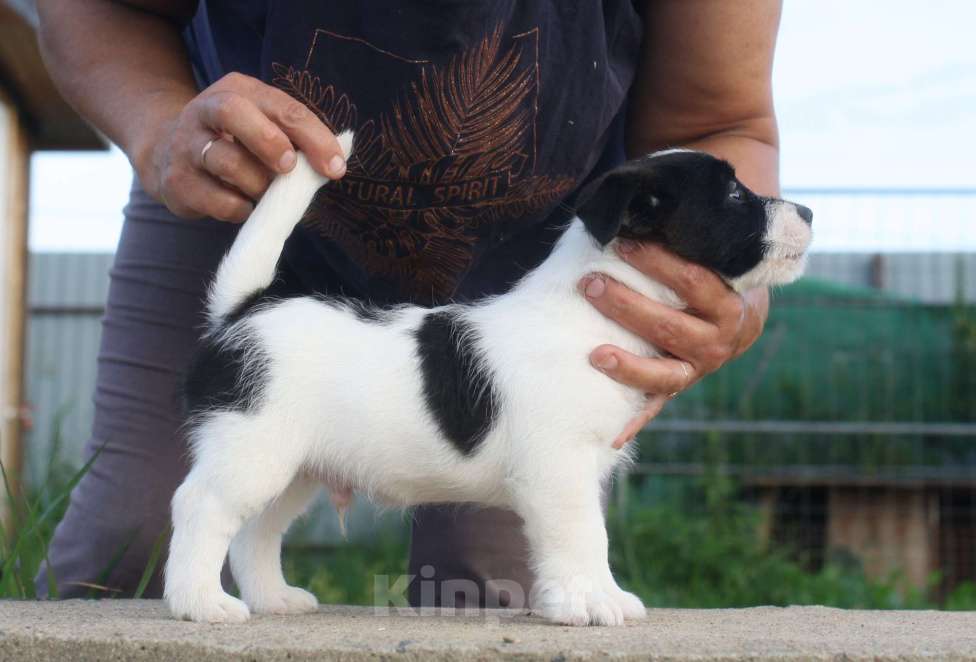 Собаки в Всеволожске: ММ ТАМТАЙ ЧЕРНЫЙ БАРХАТ  Мальчик, 45 000 руб. - фото 5