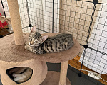 Кошки в Москве: Котенок в добрые руки Девочка, Бесплатно - фото 3