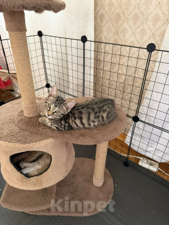 Кошки в Москве: Котенок в добрые руки Девочка, Бесплатно - фото 3