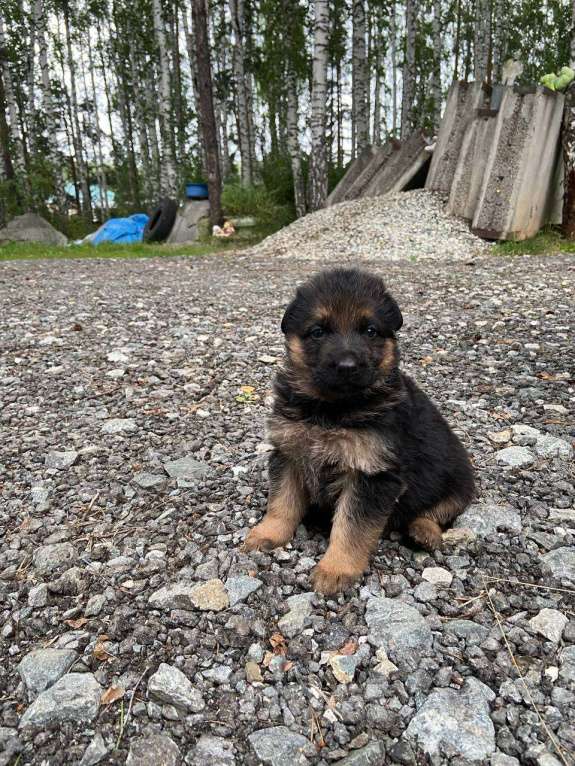 Собаки в Березовском: Щенки длинношерстной немецкой овчарки Мальчик, 15 000 руб. - фото 4