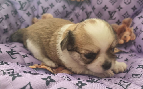 Щенок Чихуахуа д/ш, мальчик