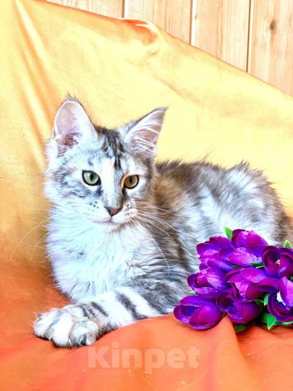 Кошки в Челябинске: 🔥🔥🔥 КОТЕНОК МЕЙН-КУН ПОЛИДАКТ ДЕВОЧКА Девочка, Бесплатно - фото 2