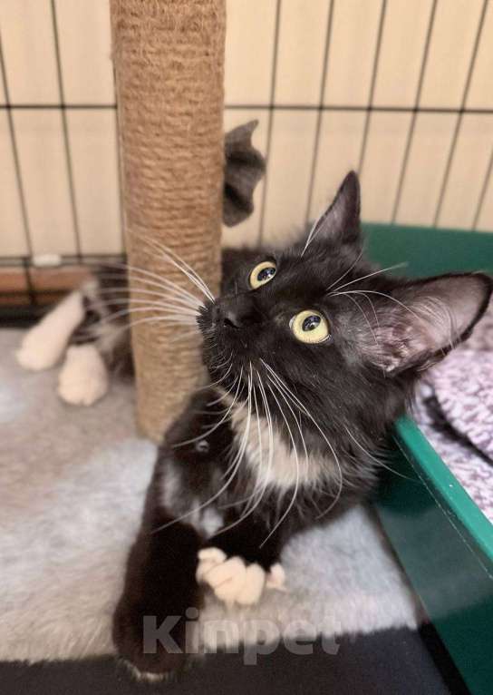 Кошки в Москве: Красотка Гвоздичка Девочка, 1 руб. - фото 9