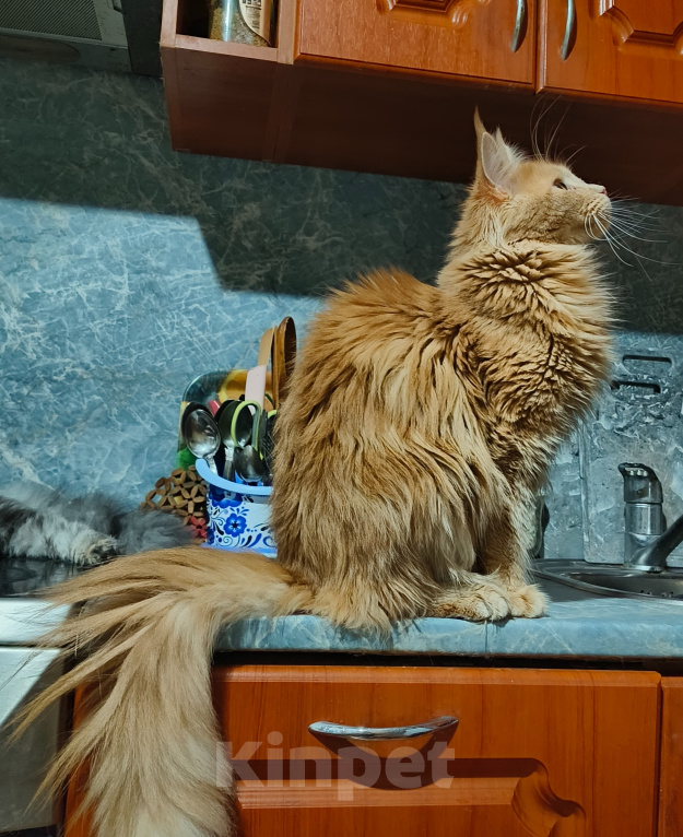 Кошки в Москве: Котёнок Мейн-кун Девочка Девочка, 30 000 руб. - фото 4