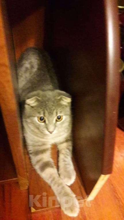 Кошки в Липецке: Отдам в хорошие руки котенка Мальчик, Бесплатно - фото 1