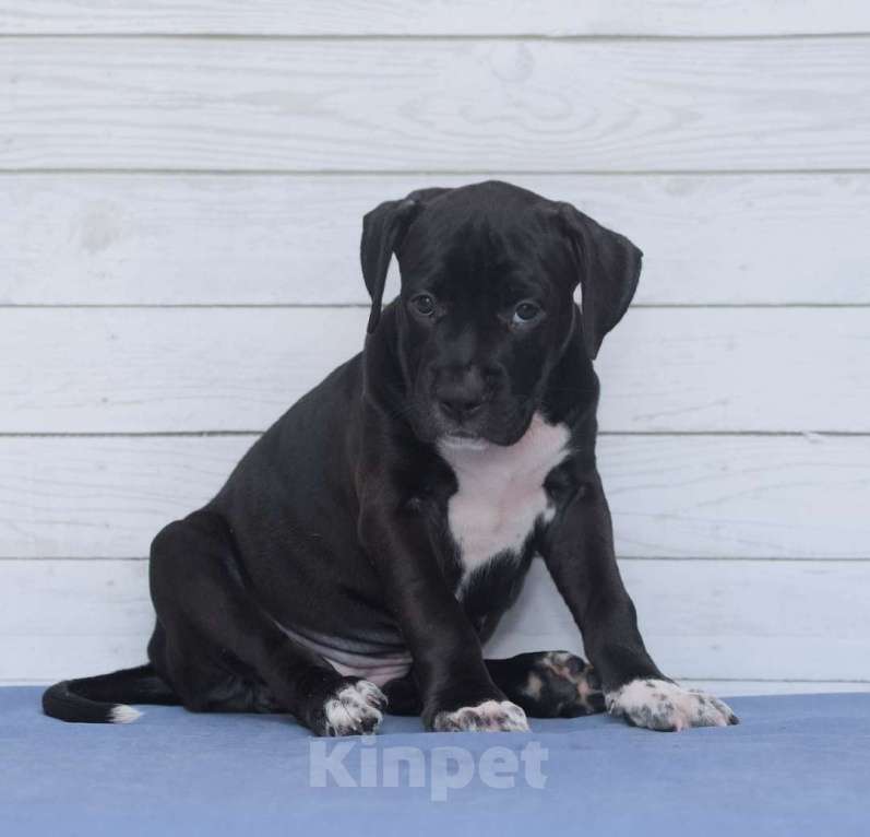 Собаки в Санкт-Петербурге: Черная окраса элитная девочка амстаффа Девочка, 1 руб. - фото 7