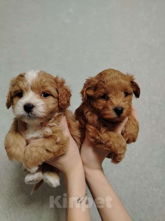 Собаки в Москве: Мальчик мальтипу Мальчик, 70 000 руб. - фото 2