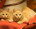 Кошки в Москве: Две нежно-рыжие девочки - в одни руки Девочка, 500 руб. - фото 4