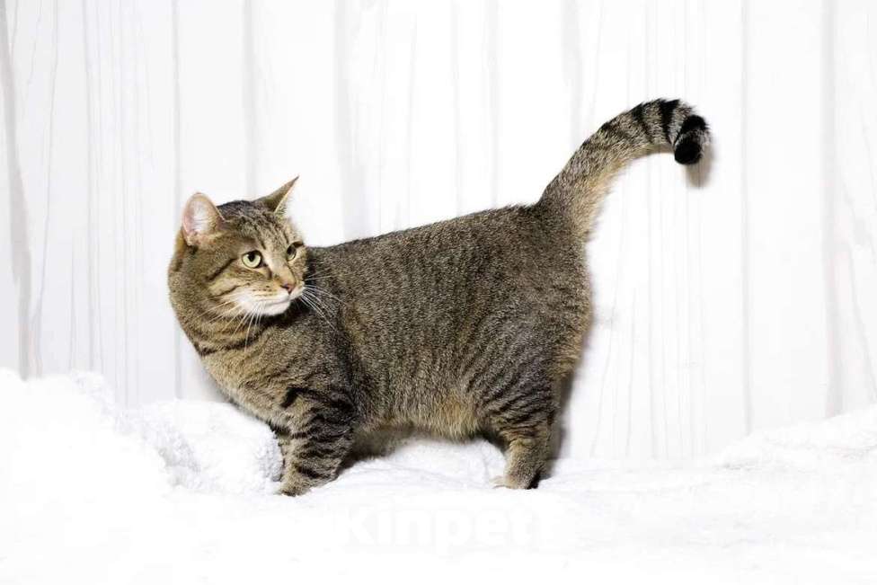 Кошки в Красноармейске: Кошечка Милка ищет дом! Девочка, Бесплатно - фото 5