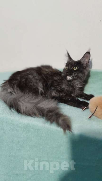 Кошки в Москве: Мейн-кун девочка Девочка, 30 000 руб. - фото 5