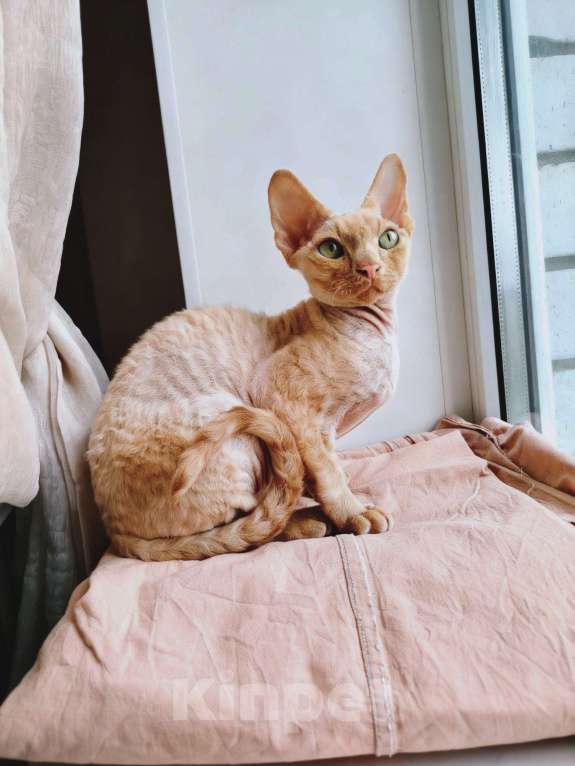 Кошки в Воронеже: Девон Рекс котёнок Мальчик, 50 000 руб. - фото 3