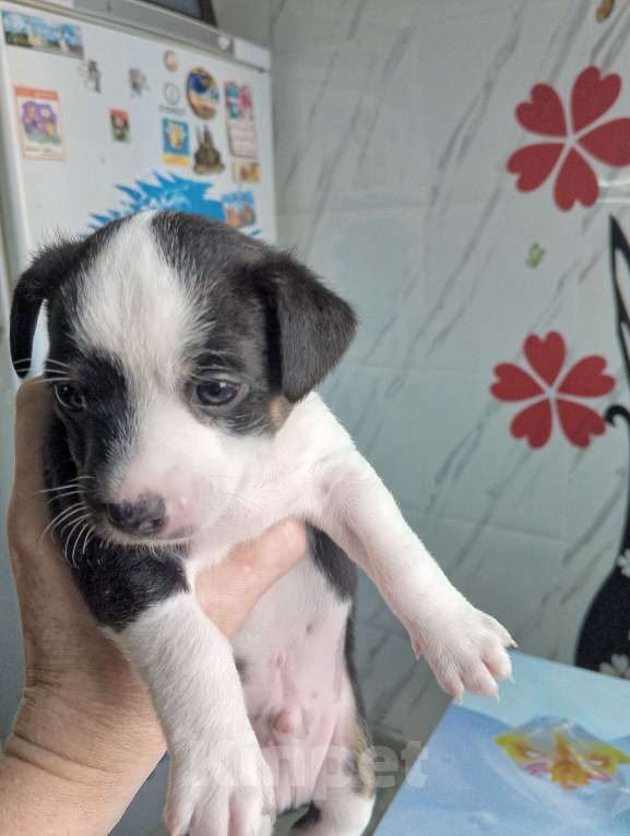 Собаки в Екатеринбурге: Продам щенков тойчиков Мальчик, 4 000 руб. - фото 3