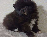 Собаки в Юрге: Померанские шпицы Мальчик, 35 000 руб. - фото 9