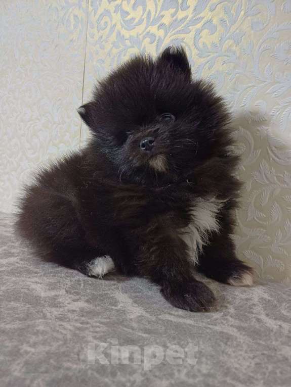 Собаки в Юрге: Померанские шпицы Мальчик, 35 000 руб. - фото 9