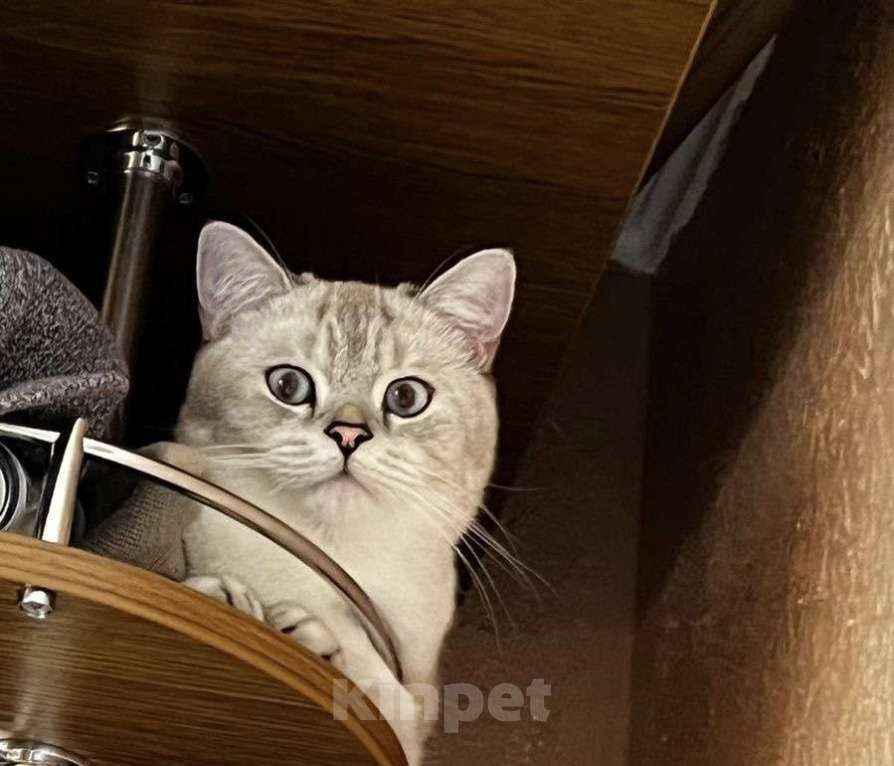 Кошки в Мурманске: Ищем добрые руки для найденного котика  Мальчик, Бесплатно - фото 1