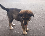 Собаки в Кубинке: Феля Мальчик, Бесплатно - фото 3