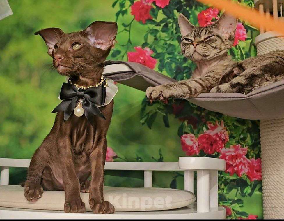 Кошки в Москве: Ориентальный экстрим мальчик Мальчик, Бесплатно - фото 6