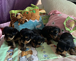 Собаки в Сочи: Щенки йоркширского терьера Мальчик, 25 000 руб. - фото 2