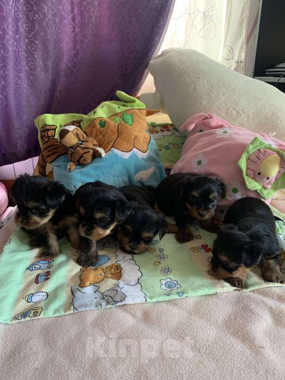 Собаки в Сочи: Щенки йоркширского терьера Мальчик, 25 000 руб. - фото 2