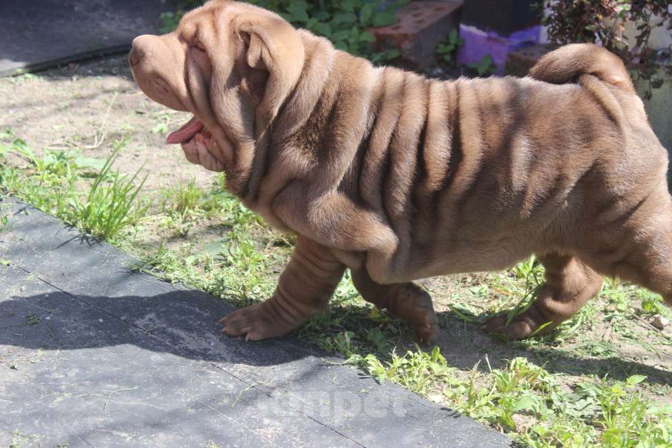 Собаки в Москве: Шарпей Мальчик, Бесплатно - фото 2
