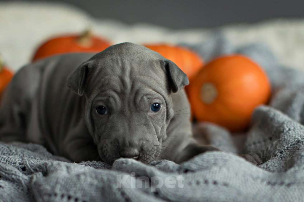 Собаки в других городах Московской области: Щенки Тайского Риджбека Девочка, Бесплатно - фото 4