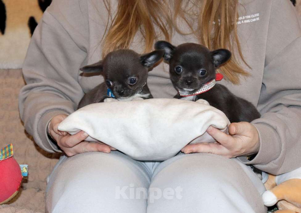 Собаки в Москве: Голубая чихуахуа💎👍🌸 Девочка, 75 000 руб. - фото 2