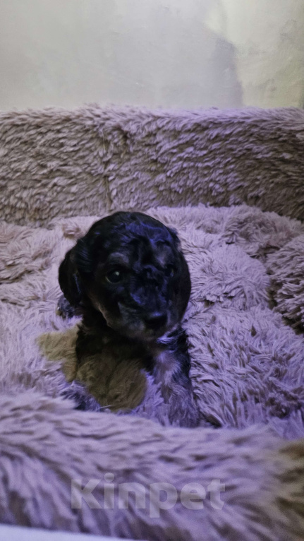 Собаки в других городах Московской области: Щенки той пудель Девочка, 40 000 руб. - фото 2