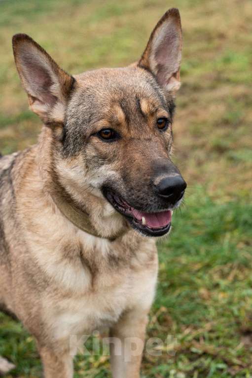 Собаки в Москве: Нежная скромная Дарина Девочка, Бесплатно - фото 8