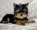 Собаки в Иркутске: Йоркширский терьер щенки с документами РКФ Мальчик, 75 000 руб. - фото 2