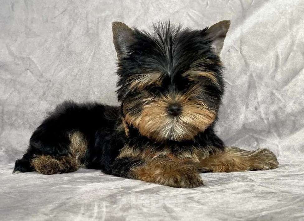 Собаки в Иркутске: Йоркширский терьер щенки с документами РКФ Мальчик, 75 000 руб. - фото 2