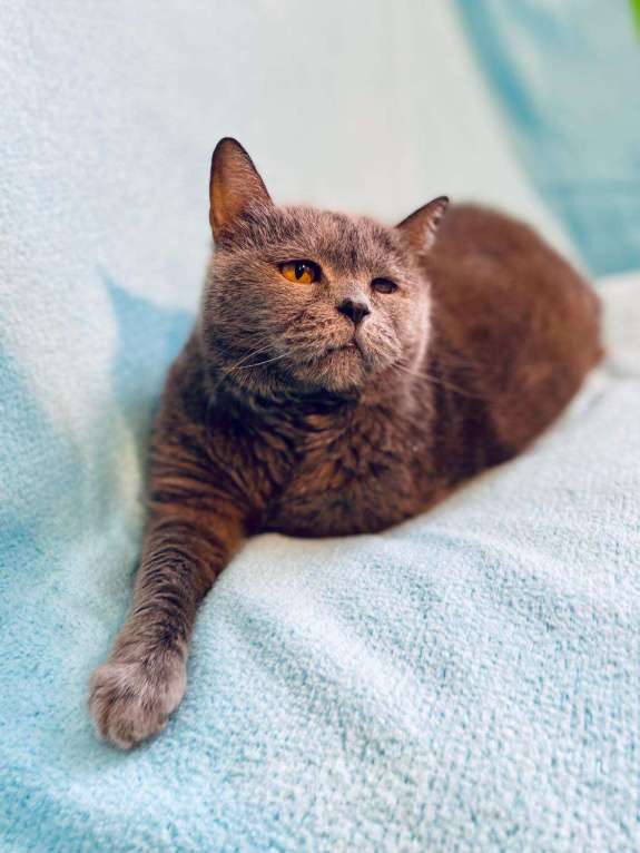 Кошки в Москве: Хозяйка умерла, кошку - на улицу Девочка, Бесплатно - фото 2