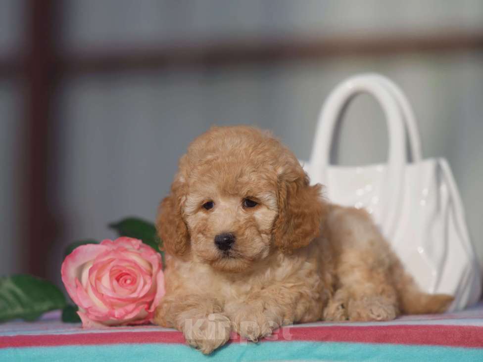 Собаки в Чехове: той пудель мальчик Мальчик, 35 000 руб. - фото 3