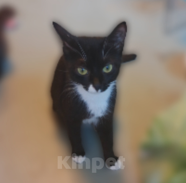 Кошки в Санкт-Петербурге: Катенька Девочка, Бесплатно - фото 2