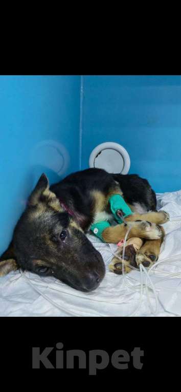 Собаки в Москве: Малышка Аврора  Девочка, 5 руб. - фото 2