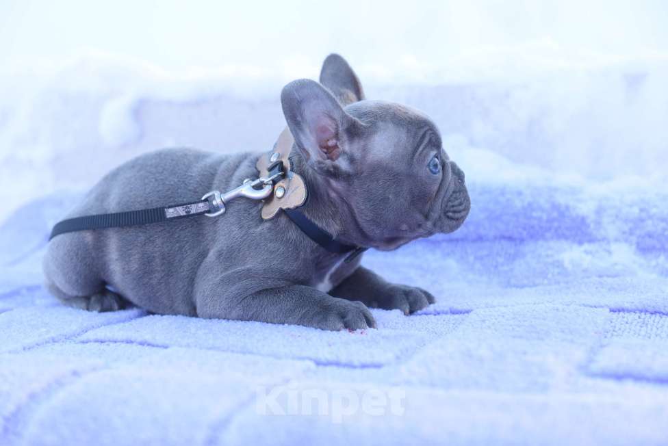 Собаки в Москве: Голубой тигр мальчик Мальчик, 60 000 руб. - фото 10