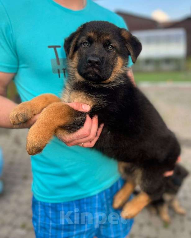 Собаки в Тосно: Щенки немецкой овчарки  Девочка, 35 000 руб. - фото 2