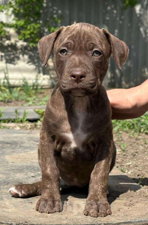 Собаки в Шахте: Питбуль девочки  Девочка, 20 000 руб. - фото 1