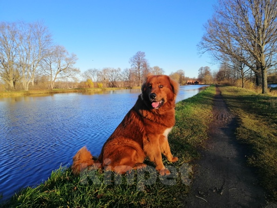 Собаки в Ярославле: Банхар щенок Девочка, Бесплатно - фото 4