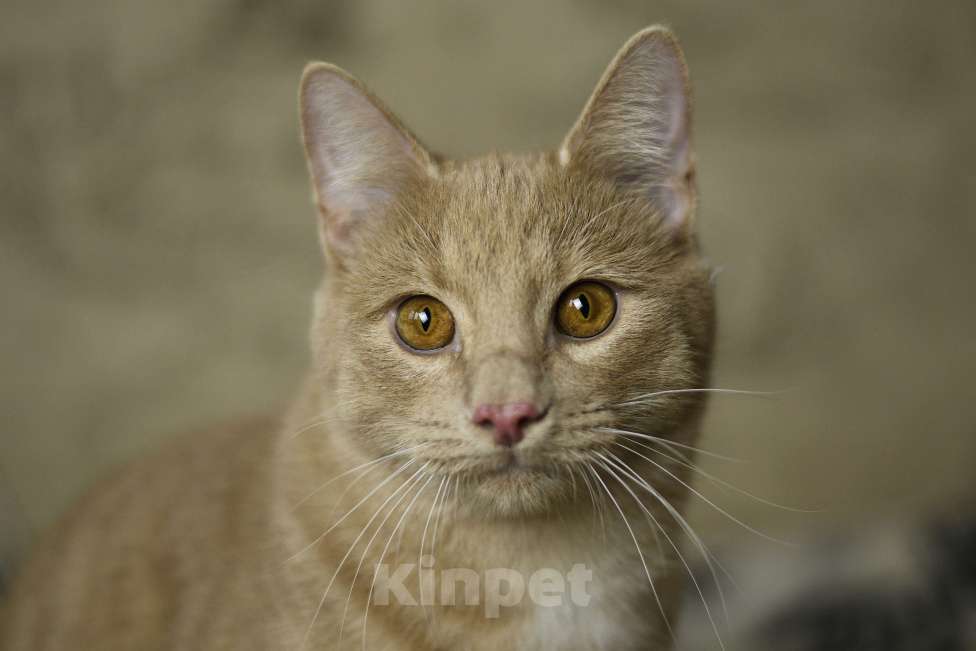 Кошки в Москве: котенок Сырник в добрые руки Мальчик, Бесплатно - фото 1