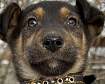 Собаки в Коломне: Активный крепыш ищет дом! Мальчик, 100 руб. - фото 1