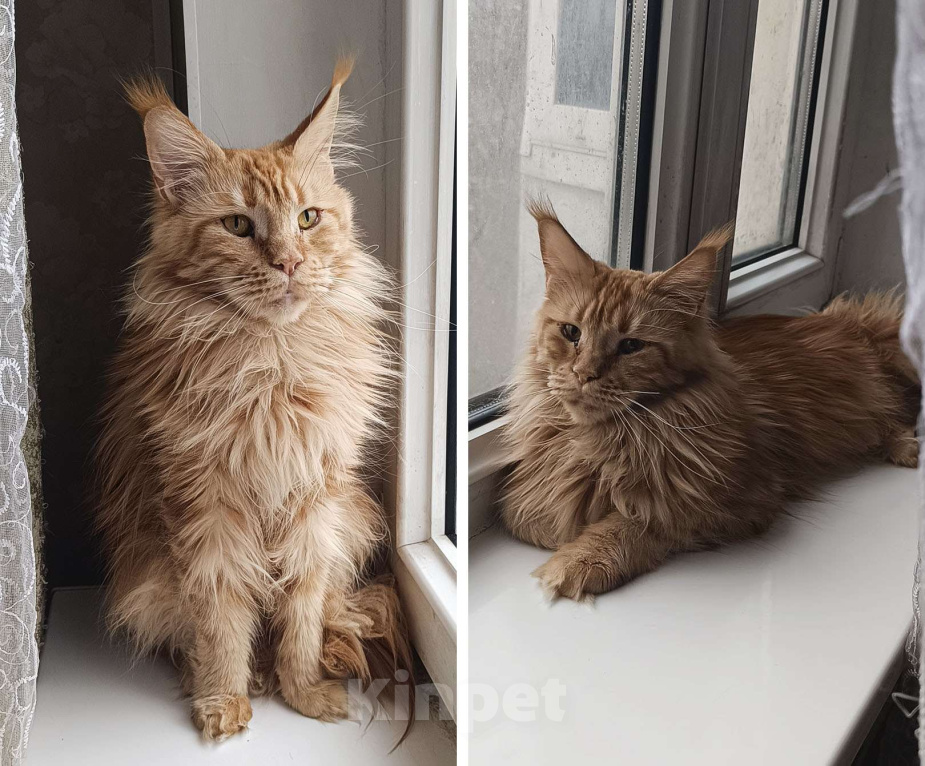 Кошки в Москве: Мейн Кун Кошка Девочка, 6 000 руб. - фото 2