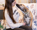 Собаки в Москве: Небольшая собачка, 14 кг в добрые руки Девочка, Бесплатно - фото 7